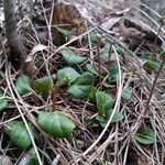 Pyrola chlorantha Hábito