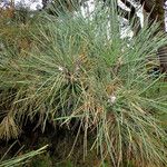 Pinus radiata Лист