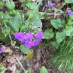 Lunaria annuaBlüte