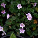 Erodium reichardi