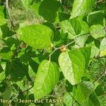 Celtis tenuifolia Anders
