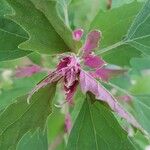 Chenopodium giganteum Annet