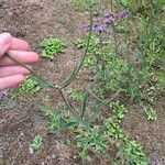 Verbena incompta आदत