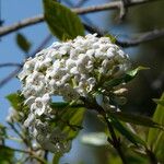 Viburnum × burkwoodii ফুল