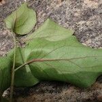 Tapinanthus ogowensis Leaf
