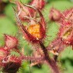 Rubus phoenicolasius Mbuma