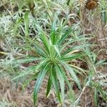 Carlina salicifolia Лист