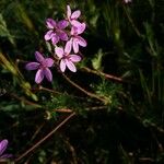 Erodium cicutariumVirág