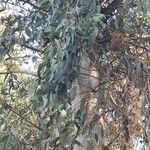 Eucalyptus nitens ഇല