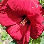 Hibiscus palustris Flor