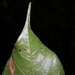 Pouteria reticulata Blatt