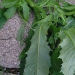 Erechtites hieraciifolius Leaf