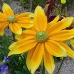 Rudbeckia nitida Квітка