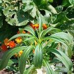 Impatiens balsamina Hoja