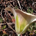 Calochortus leichtlinii Virág