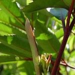 Cunonia capensis Hoja