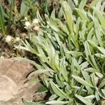 Antennaria carpatica 整株植物