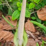 Amorphophallus variabilis Flor