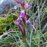 Anacamptis collina Kvet