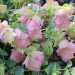 Origanum rotundifolium Flower