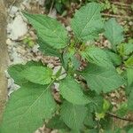 Solanum scabrum 葉