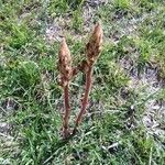 Orobanche alba Fula