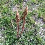 Orobanche alba Flor