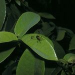 Passiflora laurifolia Folio