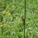 Schoenoplectus triqueter Blomma