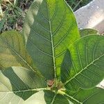 Ficus obtusifolia Leaf