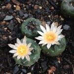 Turbinicarpus schmiedickeanus Квітка