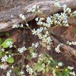 Micranthes virginiensis Flor