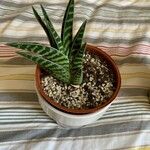 Aloe variegata Φύλλο