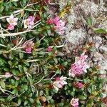 Kalmia procumbens 叶