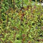 Persicaria hydropiper Leaf