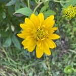 Rudbeckia laciniataFiore