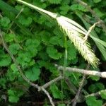 Hordeum pusillum Плод