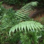 Pteris pteridioides Alia