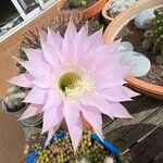Echinopsis oxygona Flor