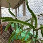 Hylocereus trigonus Blad