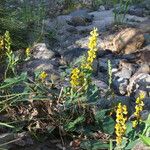 Crotalaria mitchellii Облик