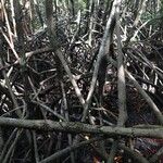 Rhizophora mangle Sonstige