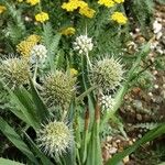 Eryngium yuccifolium Ovoce