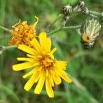 Hieracium laevigatum Floare