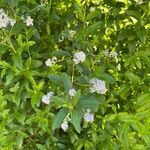 Ceanothus americanus Leaf