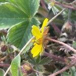 Potentilla heptaphylla Blomma