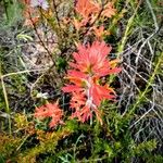 Castilleja affinis Virág