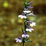 Lobelia puberula 整株植物