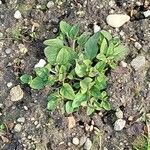 Dicranostigma leptopodum Hoja