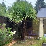 Cordyline indivisa পাতা